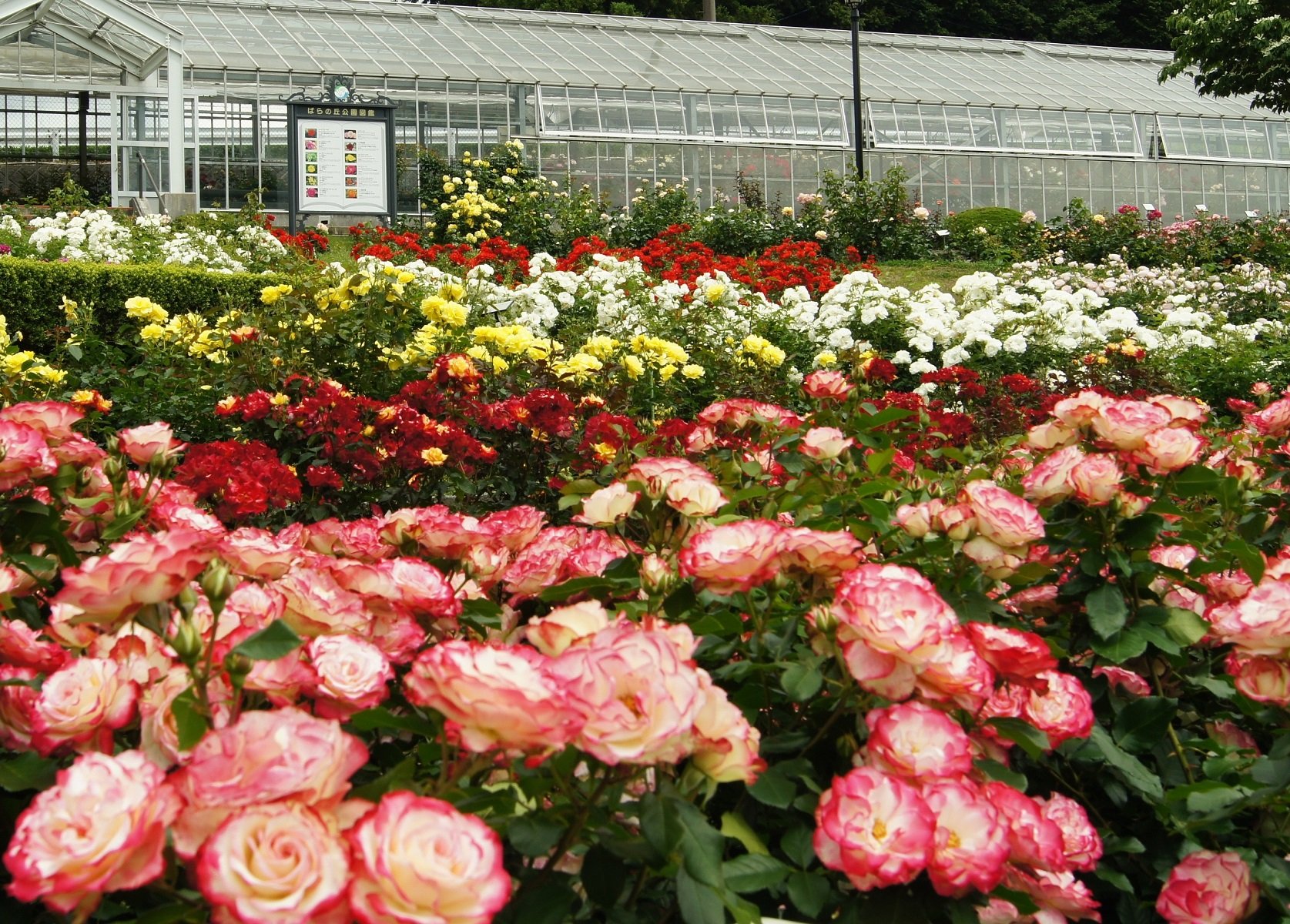 🌹 시마다시 장미 언덕 공원(시마다시바라노오카코엔) 이미지 8